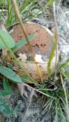 Scleroderma citrinum