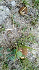 Scleroderma citrinum