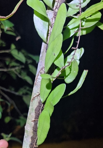 Image of Pyrrosia piloselloides by (c) Peter Crowcroft, some rights reserved (CC BY)