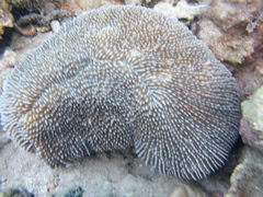 Ctenactis