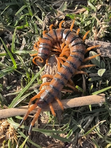 Giant desert centipede