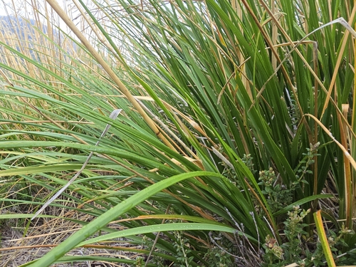 Image of Chionochloa frigida by (c) Josh, some rights reserved (CC BY)