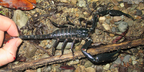 Asian Forest Scorpion photo 4
