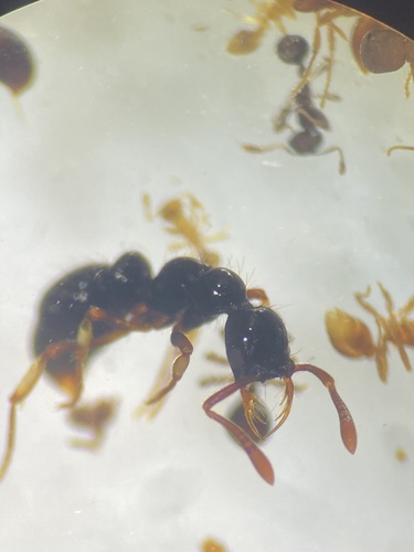 Thaumatomyrmex feroxThaumatomyrmex ferox