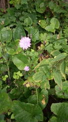 Cicerbita macrophylla uralensis