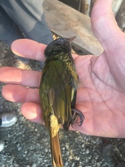 Mionectes striaticollis