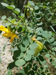 Colutea