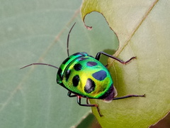 Chrysocoris