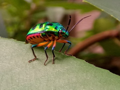 Chrysocoris