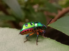 Chrysocoris