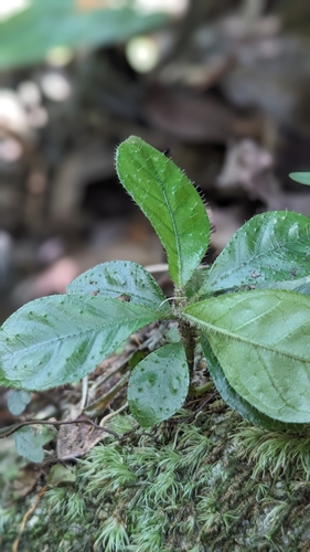 Image of Saurauia tristyla by (c) 許文俊, some rights reserved (CC BY-SA)