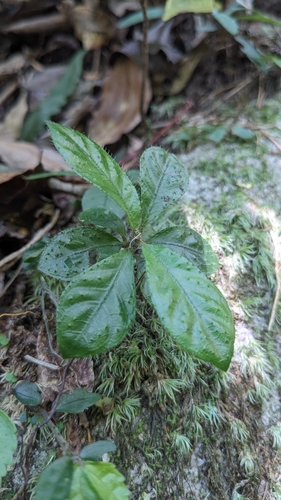 Image of Saurauia tristyla by (c) 許文俊, some rights reserved (CC BY-SA)