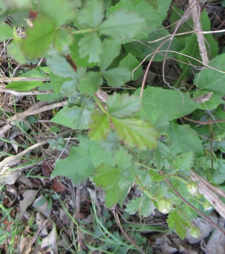 Image of Rubus riograndis by (c) Linda Jo Conn, some rights reserved (CC BY)