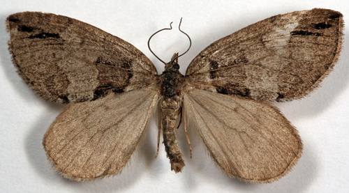 Hydriomena macdunnoughi