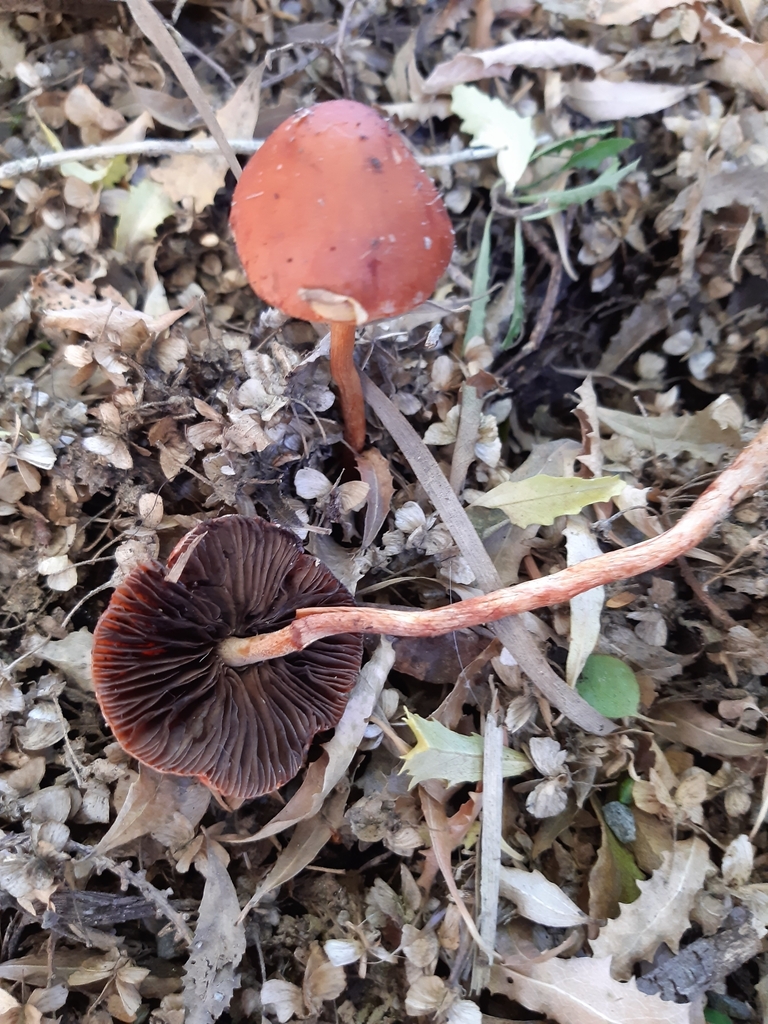 Leratiomyces ceres · March 2025 · photo: © eleanor_bissell (iNaturalist, cc-by)