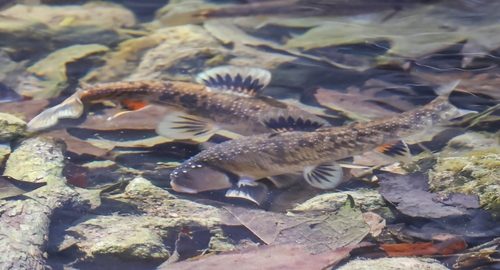 Central stoneroller (Campostoma anomalum) — Cyprinidae — 5
