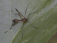Ptychopteridae