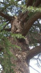 Cedrus deodara