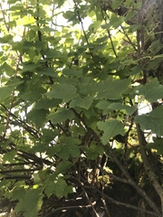 Ribes rubrum