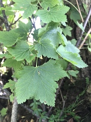 Ribes rubrum