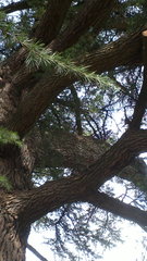 Cedrus deodara