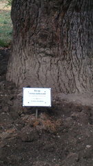 Cedrus deodara