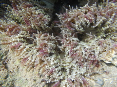 Heteractis aurora
