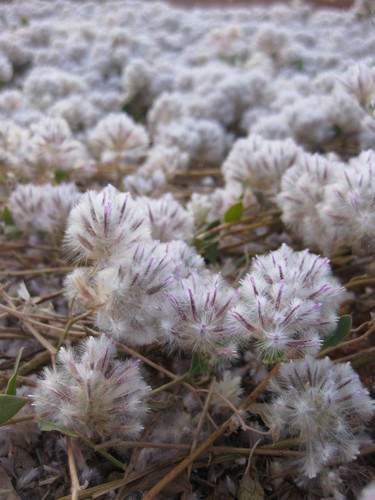 Image of Ptilotus axillaris by (c) Andrew Thornhill, some rights reserved (CC BY)