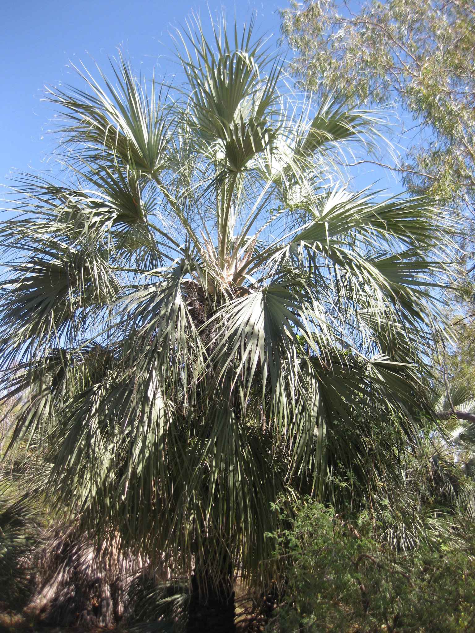 Livistona alfredii