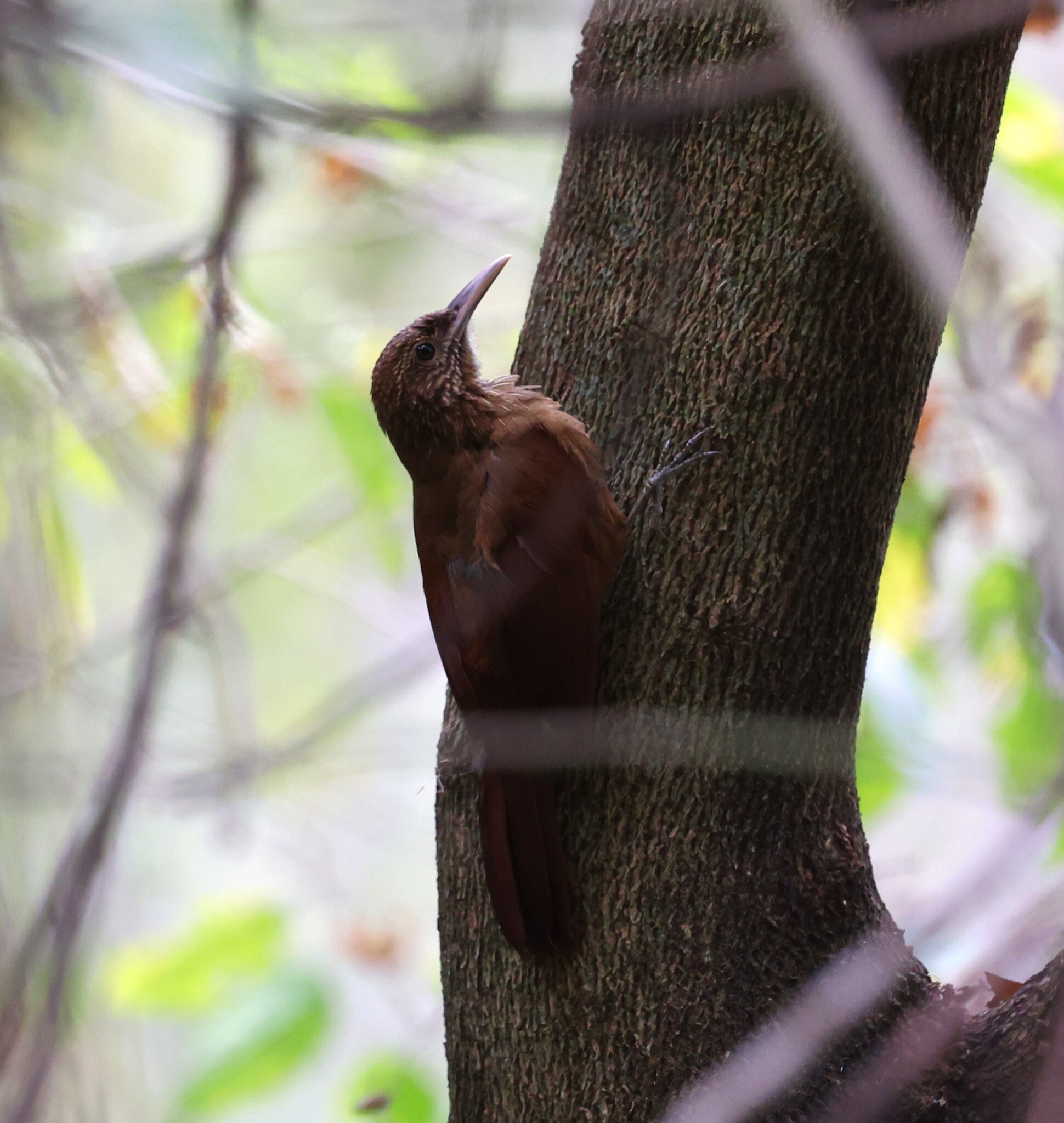 Black-banded Woodcreeper (Dendrocolaptes picumnus), photo 4