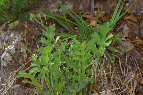 Image of Acourtia runcinata by (c) Michelle W. （鍾偉瑋）, some rights reserved (CC BY)