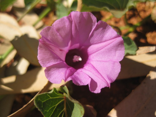 Ipomoea muelleri, photograph 6