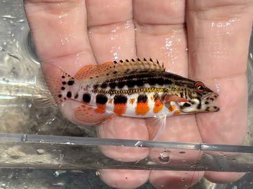 Baldwin's serranid (Serranus baldwini) — Serranidae — 3