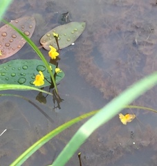 Utricularia australis