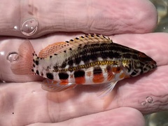 Lantern Bass photo 2