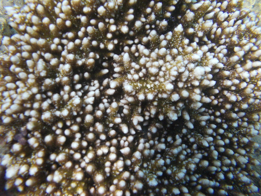 hell's fire sea anemone