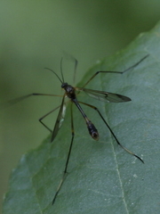 Ptychopteridae