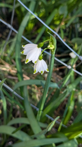 Leucojum aestivum