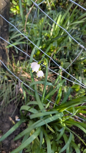Leucojum aestivum