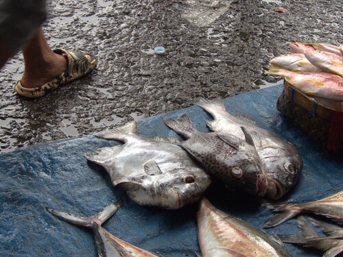 Plectorhinchus chaetodonoides