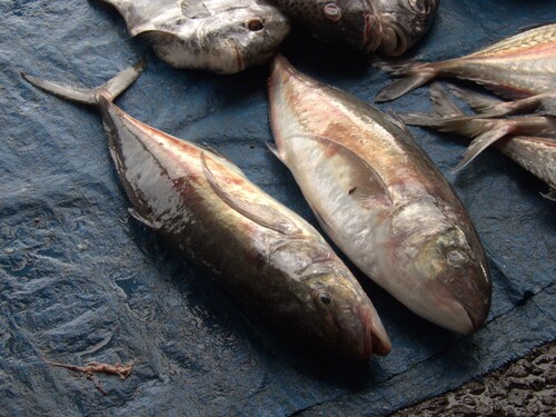 Bludger trevally (Carangoides gymnostethus) — Carangidae