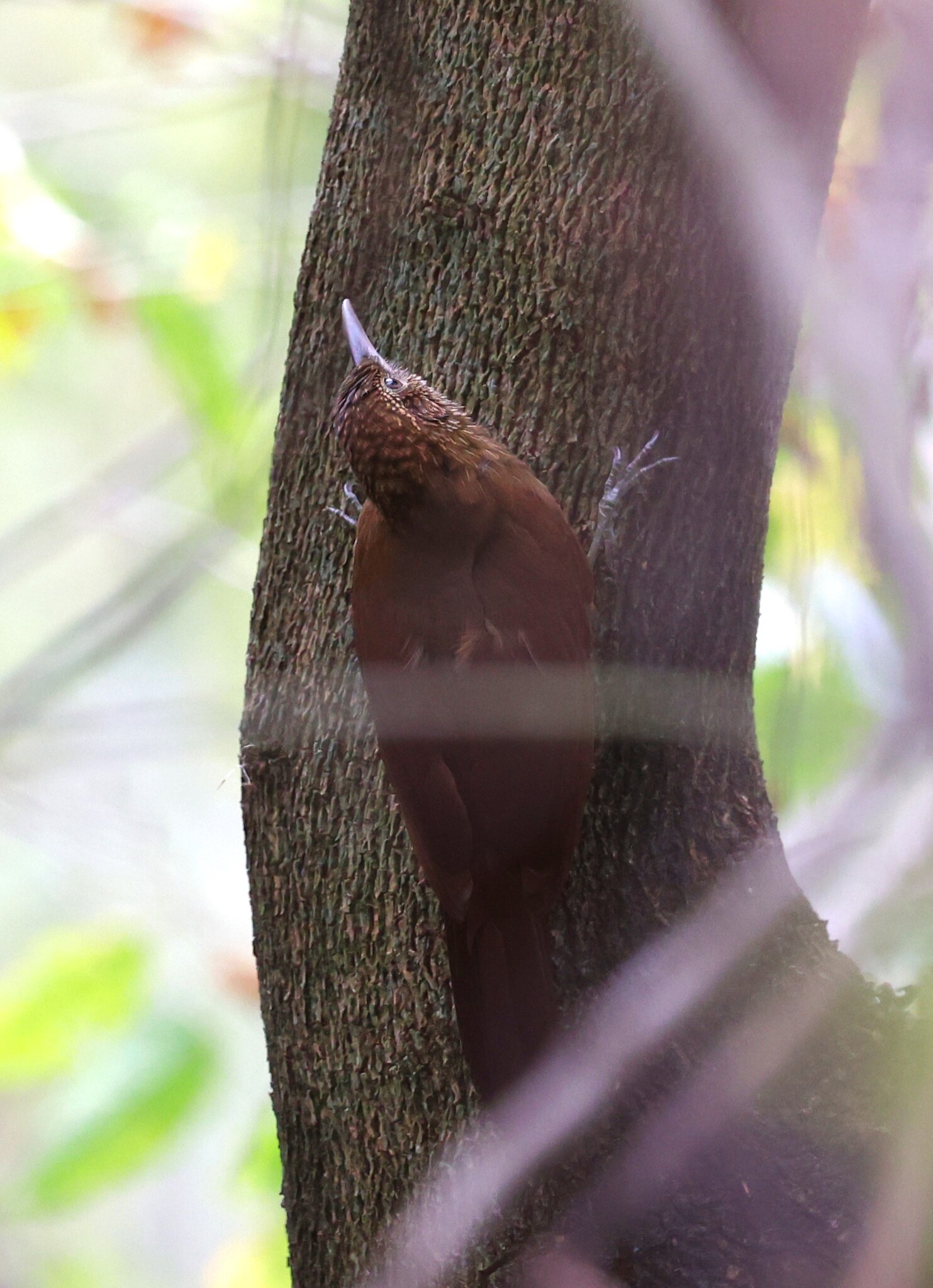 Black-banded Woodcreeper (Dendrocolaptes picumnus), photo 5
