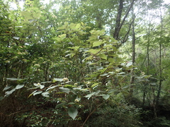 Hydrangea aspera