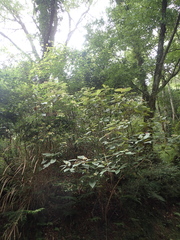Hydrangea aspera