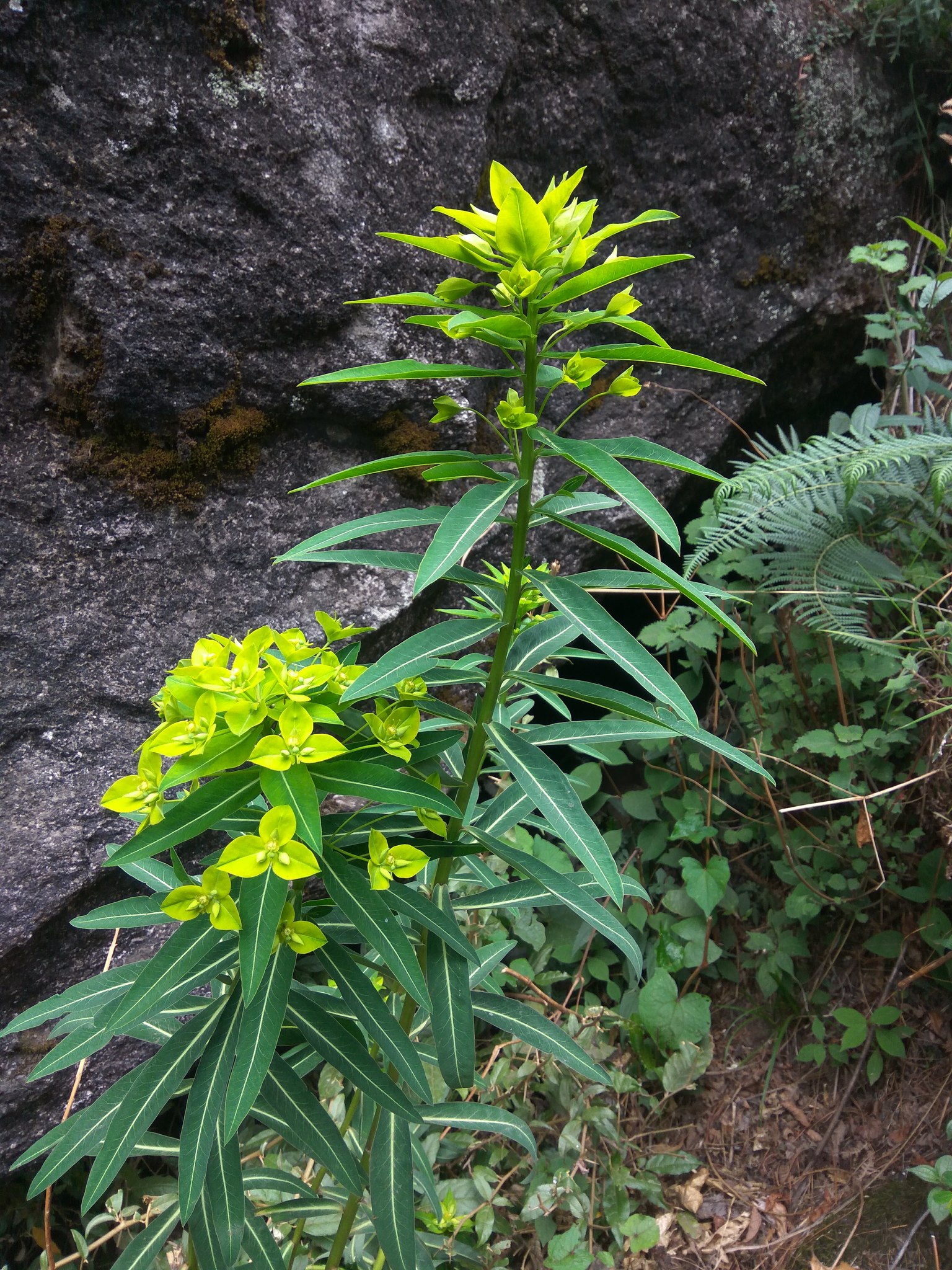 Euphorbia pseudosikkimensis