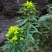 Euphorbia pseudosikkimensis - Photo (c) Suresh Ghimire, some rights reserved (CC BY-NC), uploaded by Suresh Ghimire