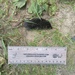 photo of American Water Shrew (Sorex palustris)
