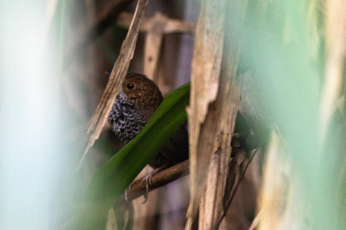 Taiwan Cupwing (Pnoepyga formosana), photo 4