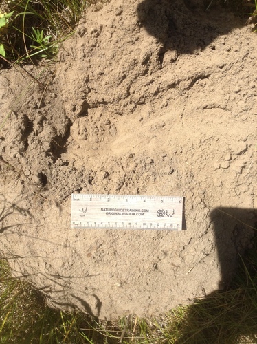 photo of Plains Pocket Gopher (Geomys bursarius)