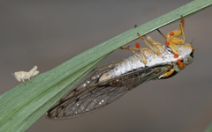 Diceroprocta delicata